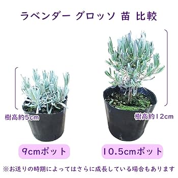 Amazon.co.jp: ラベンダー 苗 ラベンダー 「 グロッソ 」【 2株